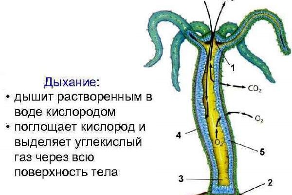 Как восстановить аккаунт на кракене